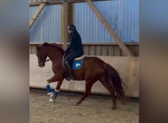 Oldenburg, Gelding, 4 years, 17 hh, Chestnut-Red