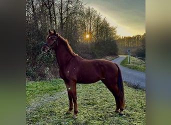 Oldenburg, Gelding, 4 years, 17 hh, Chestnut-Red