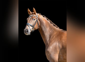 Oldenburg, Gelding, 4 years, 17 hh, Chestnut-Red