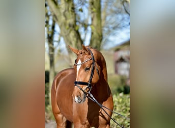 Oldenburg, Gelding, 4 years, 17 hh, Chestnut-Red