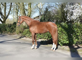Oldenburg, Gelding, 4 years, 17 hh, Chestnut-Red