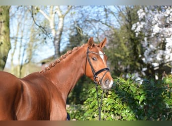 Oldenburg, Gelding, 4 years, 17 hh, Chestnut-Red