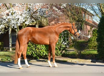 Oldenburg, Gelding, 4 years, 17 hh, Chestnut-Red