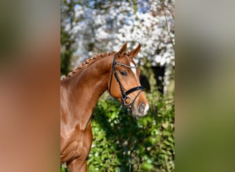 Oldenburg, Gelding, 4 years, 17 hh, Chestnut-Red