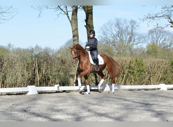 Oldenburg, Gelding, 4 years, 17 hh, Chestnut-Red