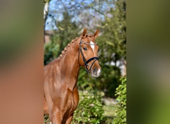Oldenburg, Gelding, 4 years, 17 hh, Chestnut-Red