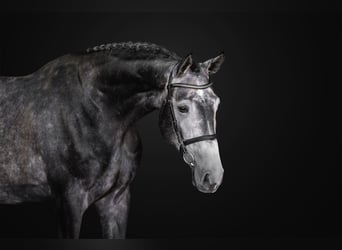 Oldenburg, Gelding, 4 years, 17 hh, Grey