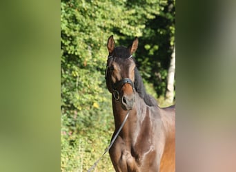 Oldenburg, Gelding, 4 years, 17 hh, Smoky-Black