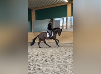 Oldenburg, Gelding, 4 years, 17 hh, Smoky-Black