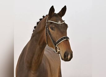 Oldenburg, Gelding, 4 years, 17,1 hh, Brown