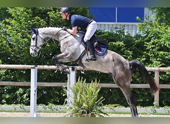 Oldenburg, Gelding, 4 years, 17,1 hh, White