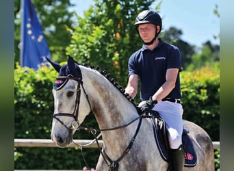 Oldenburg, Gelding, 4 years, 17,1 hh, White