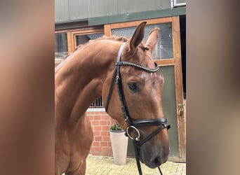 Oldenburg, Gelding, 4 years, 17,2 hh, Chestnut-Red