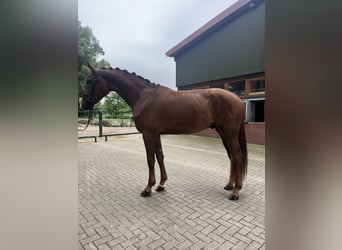 Oldenburg, Gelding, 4 years, 17,2 hh, Chestnut-Red