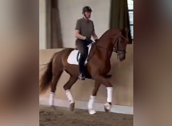 Oldenburg, Gelding, 4 years, 17,2 hh, Chestnut-Red