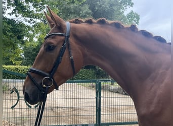 Oldenburg, Gelding, 4 years, 17,2 hh, Chestnut-Red