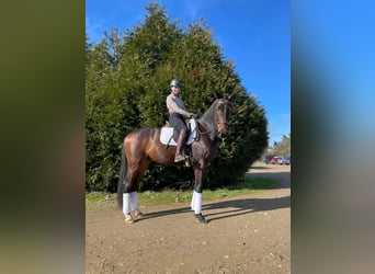 Oldenburg, Gelding, 4 years, Bay-Dark