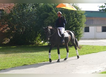 Oldenburg, Gelding, 4 years, Bay-Dark