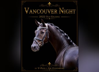 Oldenburg, Gelding, 4 years, Black
