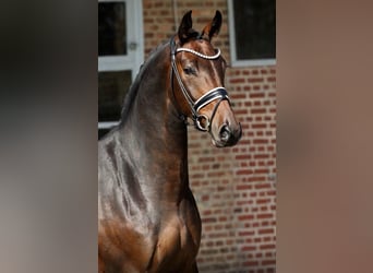 Oldenburg, Gelding, 4 years, Brown