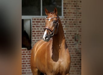 Oldenburg, Gelding, 4 years, Chestnut-Red