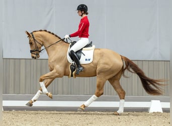 Oldenburg, Gelding, 4 years, Chestnut-Red