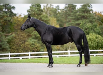 Oldenburger, Wallach, 4 Jahre, Schwarzbrauner