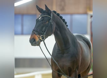 Oldenburg, Gelding, 4 years, Smoky-Black