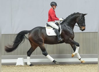 Oldenburg, Gelding, 4 years, Smoky-Black