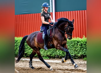 Oldenburg, Gelding, 5 years, 15.3 hh, Bay-Dark