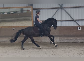 Oldenburg, Gelding, 5 years, 15.3 hh, Bay-Dark