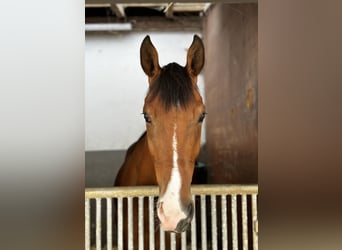 Oldenburg, Gelding, 5 years, 15.3 hh, Brown