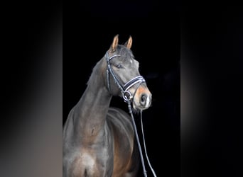 Oldenburg, Gelding, 5 years, 16,1 hh, Bay-Dark