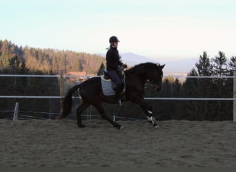 Oldenburg, Gelding, 5 years, 16.1 hh, Bay-Dark