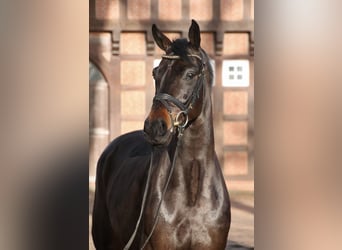 Oldenburg, Gelding, 5 years, 16.1 hh, Bay-Dark
