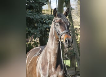 Oldenburg, Gelding, 5 years, 16.1 hh, Bay-Dark