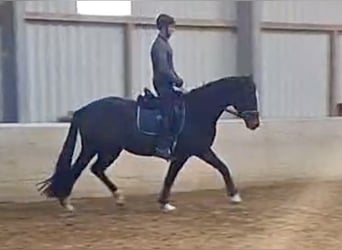 Oldenburg, Gelding, 5 years, 16.1 hh, Bay-Dark