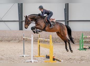 Oldenburg, Gelding, 5 years, 16.1 hh, Bay-Dark
