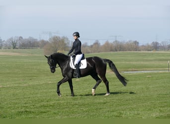 Oldenburg, Gelding, 5 years, 16.1 hh, Black