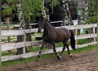 Oldenburg Mix, Gelding, 5 years, 16.1 hh, Black
