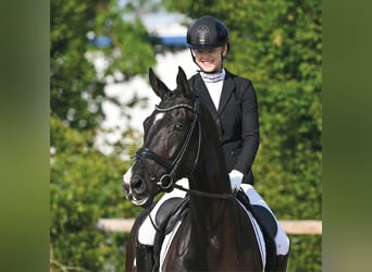 Oldenburg, Gelding, 5 years, 16.1 hh, Black