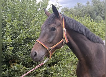 Oldenburg, Gelding, 5 years, 16.1 hh, Brown