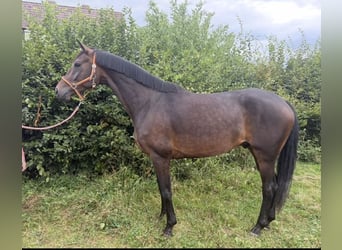 Oldenburg, Gelding, 5 years, 16.1 hh, Brown