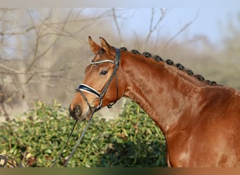 Oldenburg, Gelding, 5 years, 16.1 hh, Brown