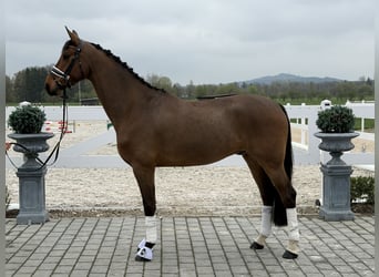 Oldenburg, Gelding, 5 years, 16.1 hh, Brown