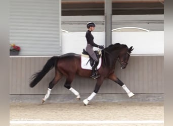 Oldenburg, Gelding, 5 years, 16,1 hh, Brown