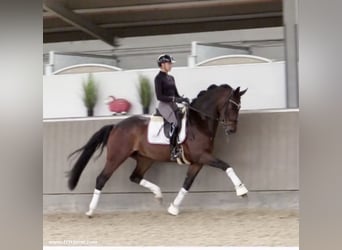 Oldenburg, Gelding, 5 years, 16,1 hh, Brown