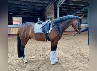 Oldenburg, Gelding, 5 years, 16,1 hh, Brown