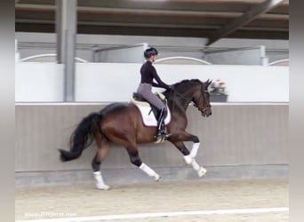 Oldenburg, Gelding, 5 years, 16,1 hh, Brown