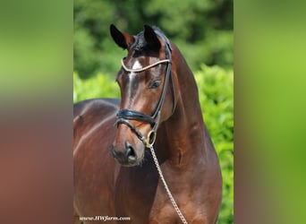 Oldenburg, Gelding, 5 years, 16,1 hh, Brown